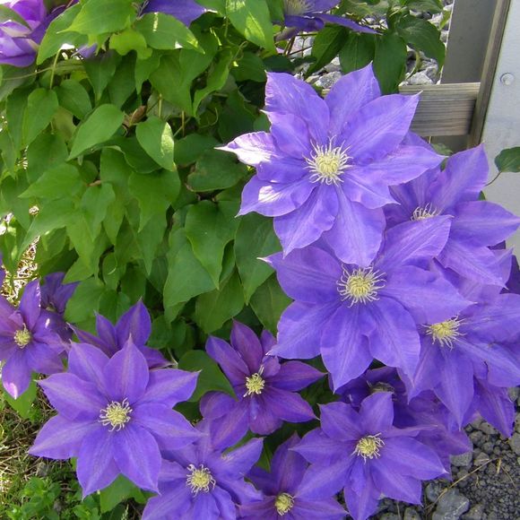 Meet your Posher, Pat - Picture 1 of 1